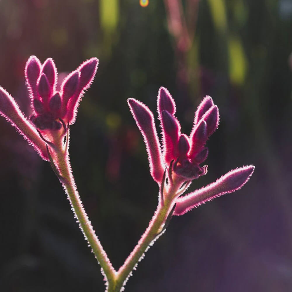 flor inspiracion coleccion flores de invierno