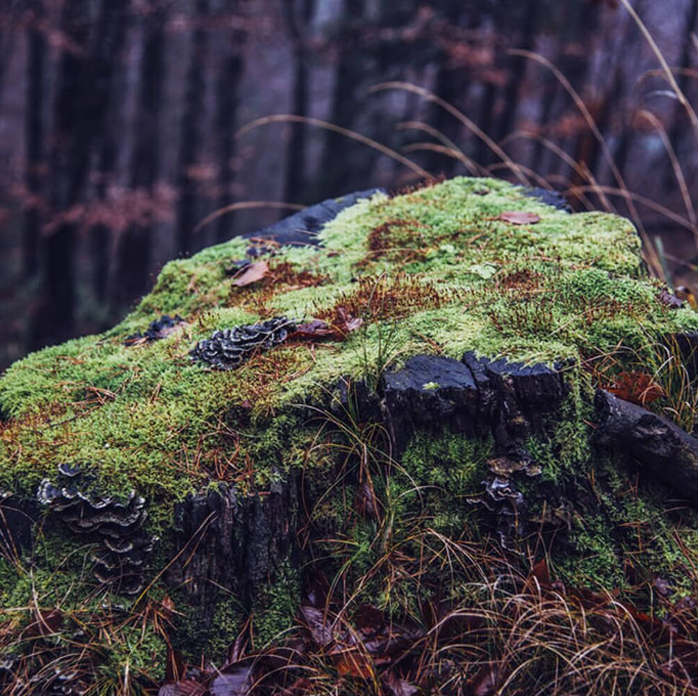 musgo inspiracion coleccion flores de invierno