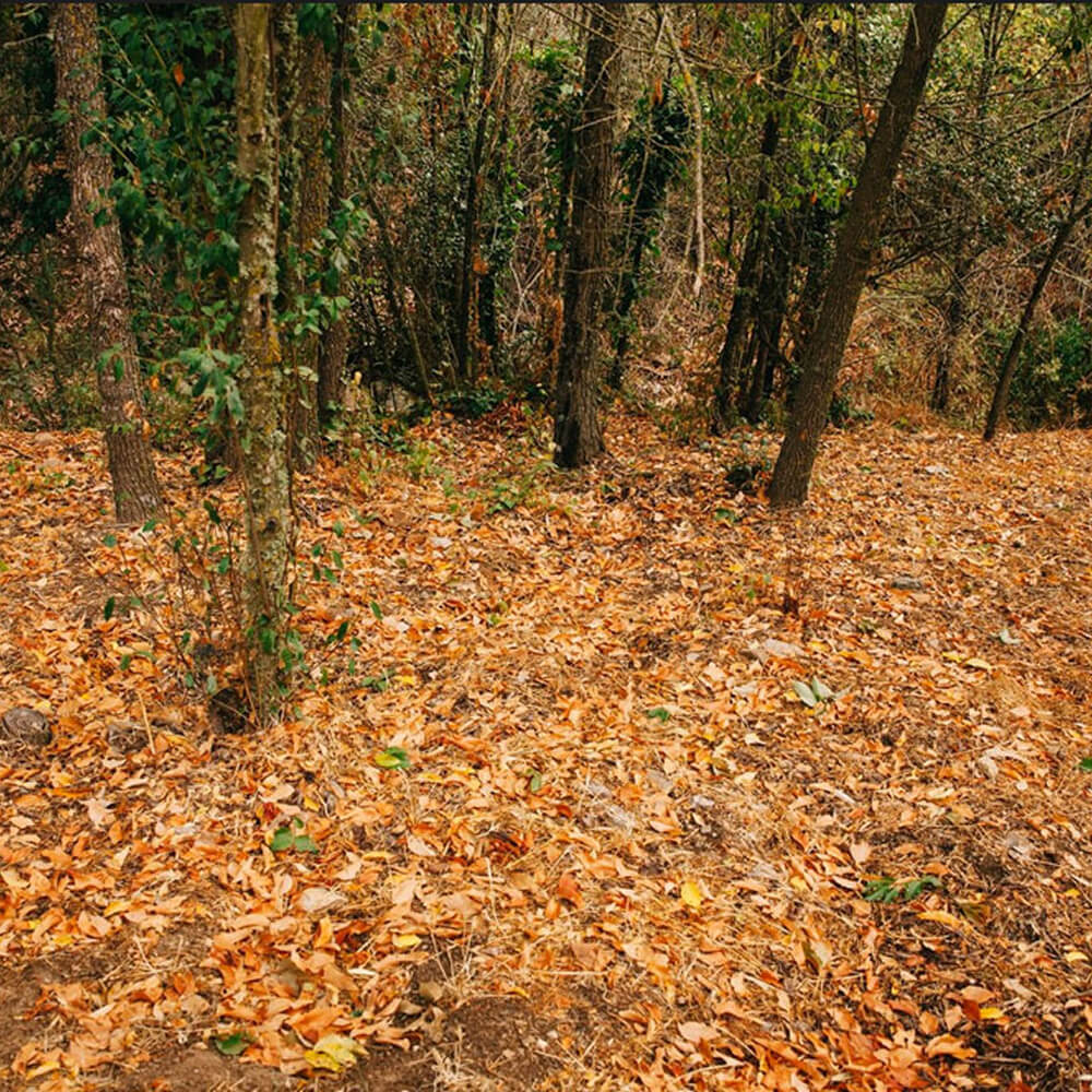 tierra y hojas inspiracion coleccion flores de invierno